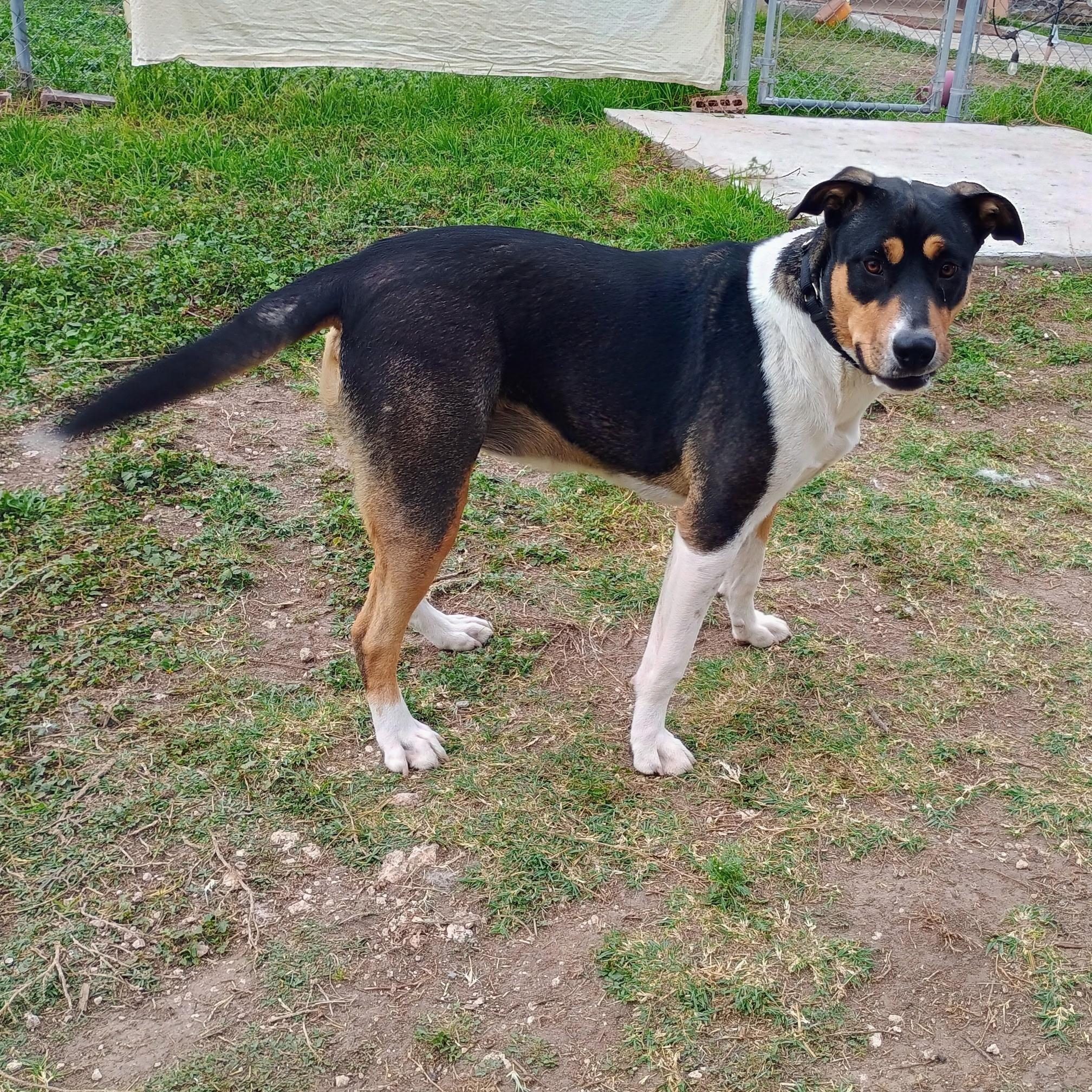 Enlarge Gypsy, a Adoptable mixed breed in Chatham, NJ image 4/5