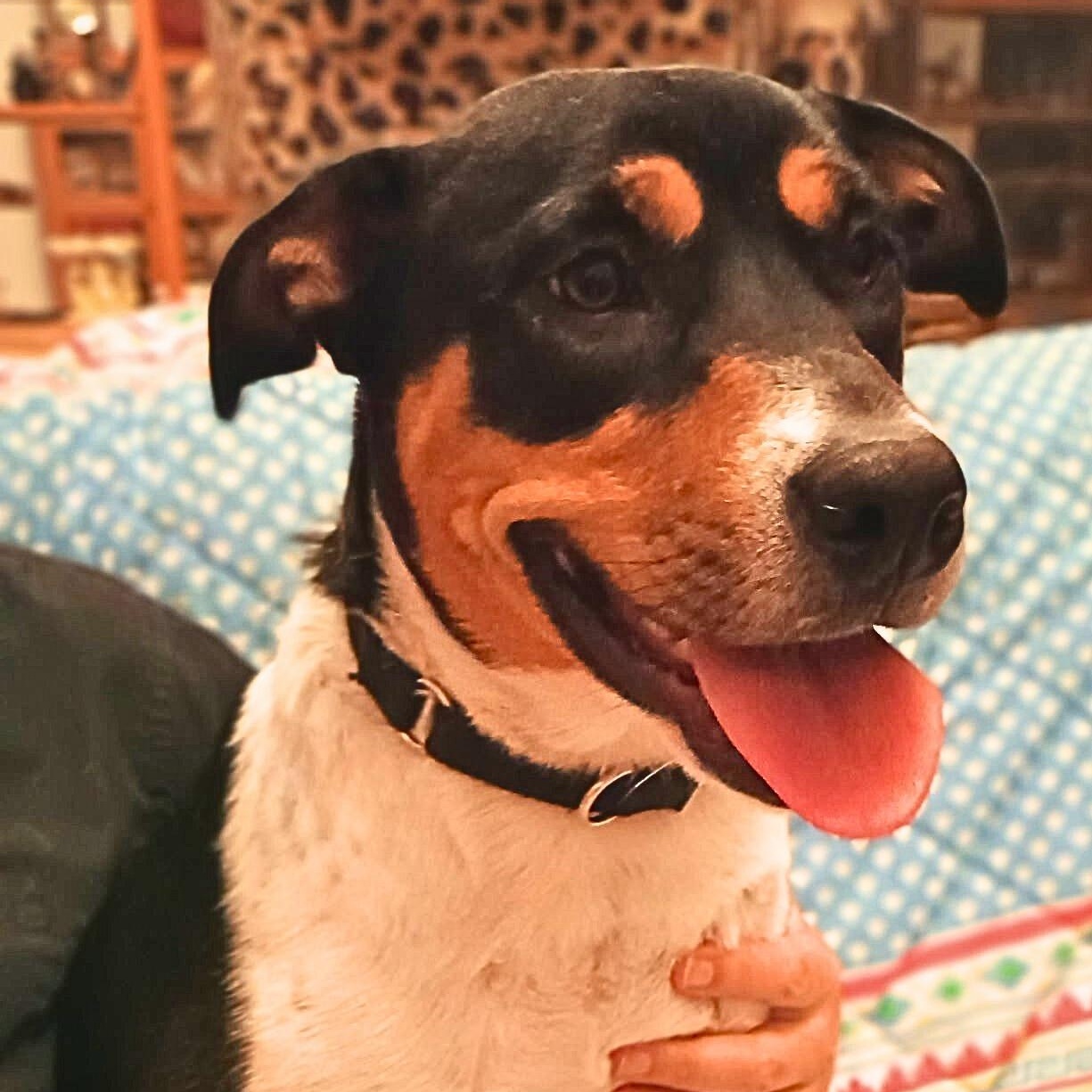 Enlarge Gypsy, a Adoptable mixed breed in Chatham, NJ image 5/5