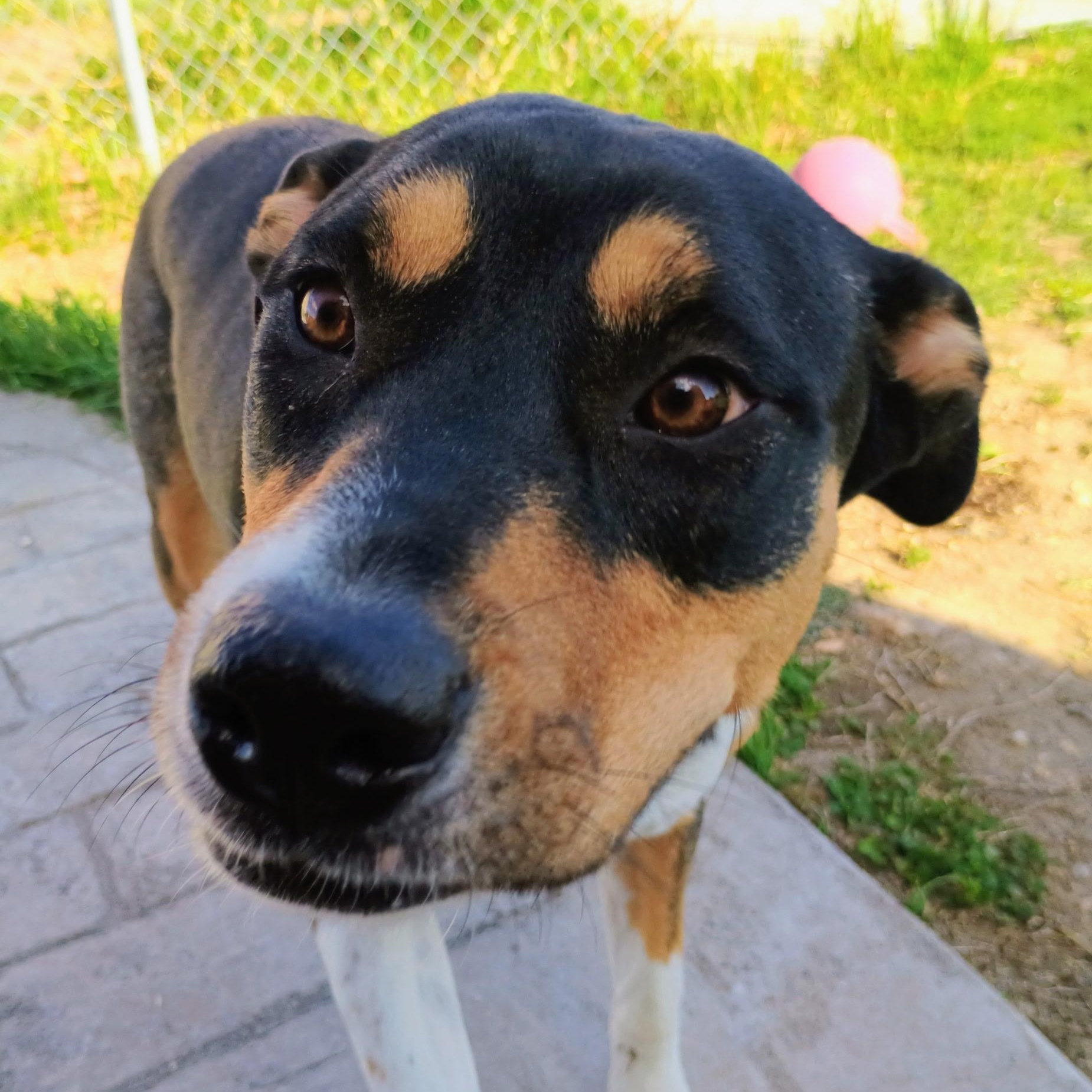 Gypsy, Adoptable, Young Female Greater Swiss Mountain Dog & Australian Shepherd.