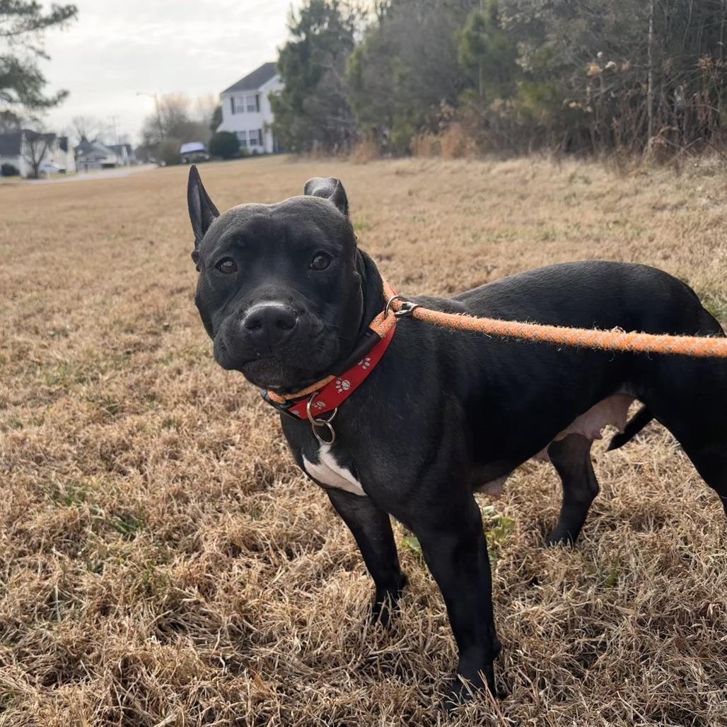 Tampa, Adoptable, Adult Female Pit Bull Terrier.