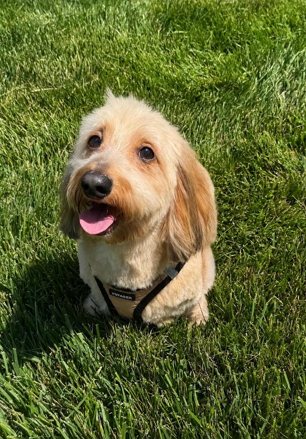 Enlarge Pookie, a Adoptable Dachshund in Smithfield , VA image 2/4