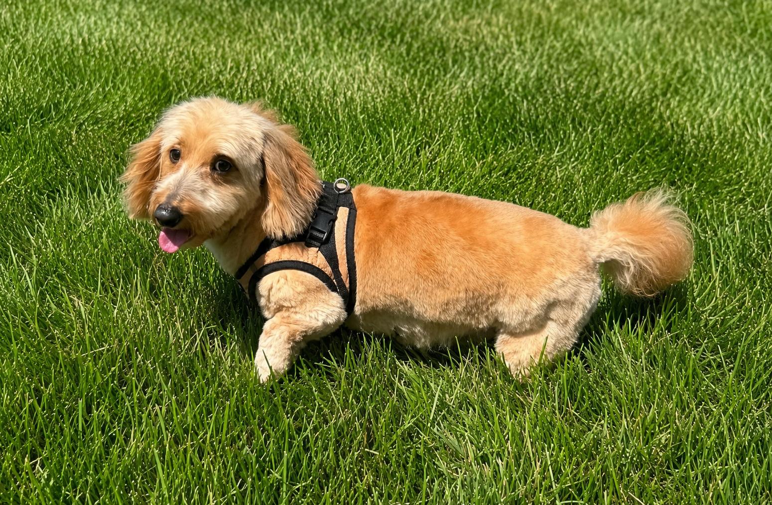 Enlarge Pookie, a Adoptable Dachshund in Smithfield , VA image 3/4