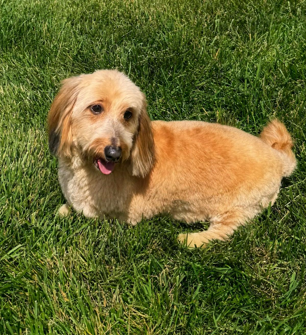Enlarge Pookie, a Adoptable Dachshund in Smithfield , VA image 4/4
