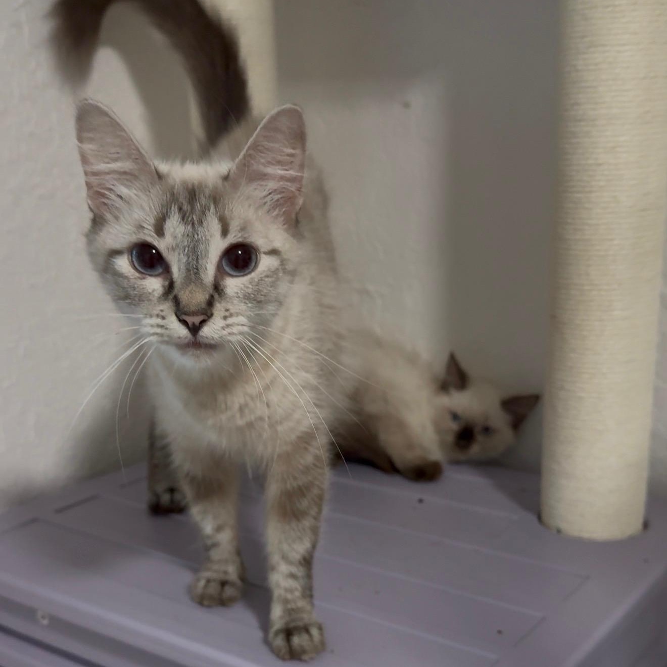 Enlarge Angel and Aura, a Adoptable mixed breed in Norwich, CT image 3/6