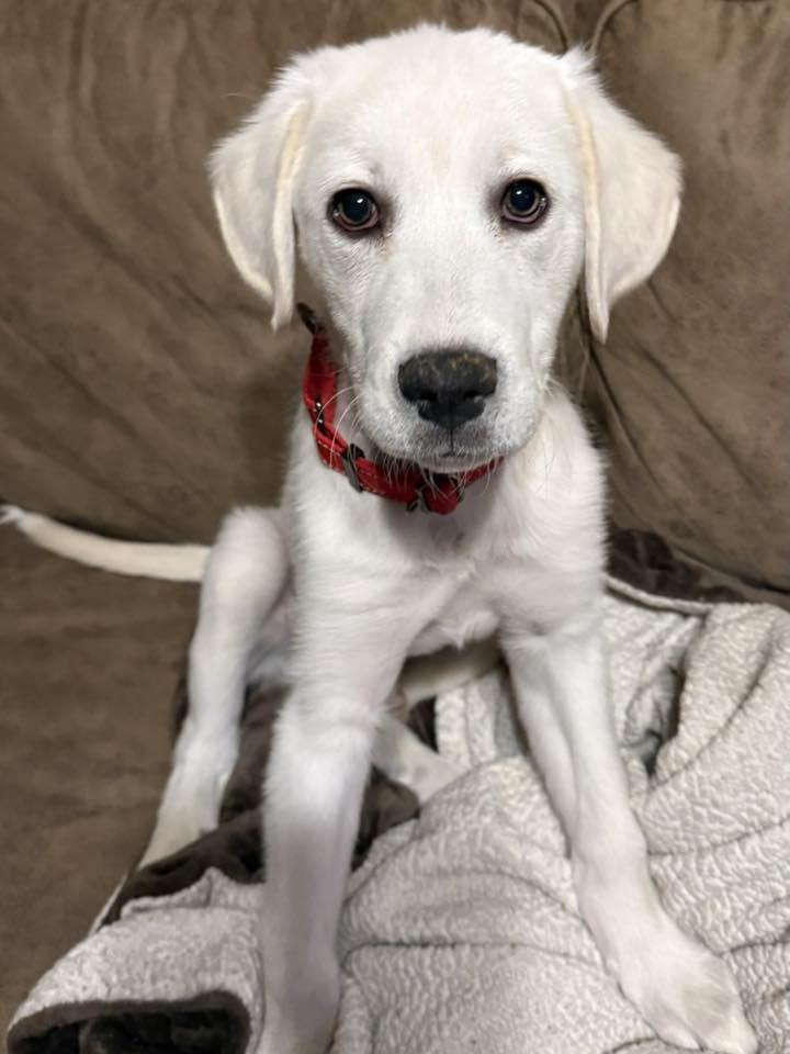 Nougat, adopted, Young Male Great Pyrenees.