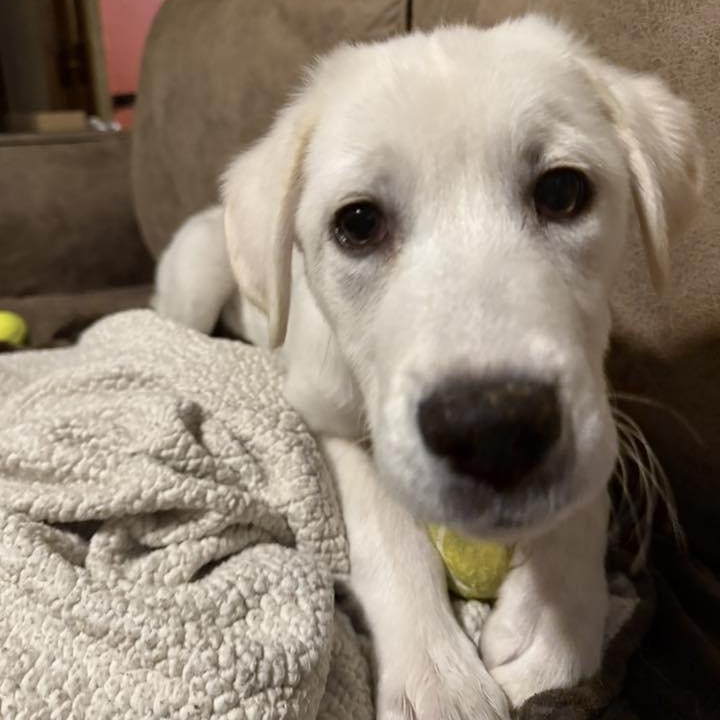 Enlarge Nougat, an adopted mixed breed in Racine, WI image 3/3