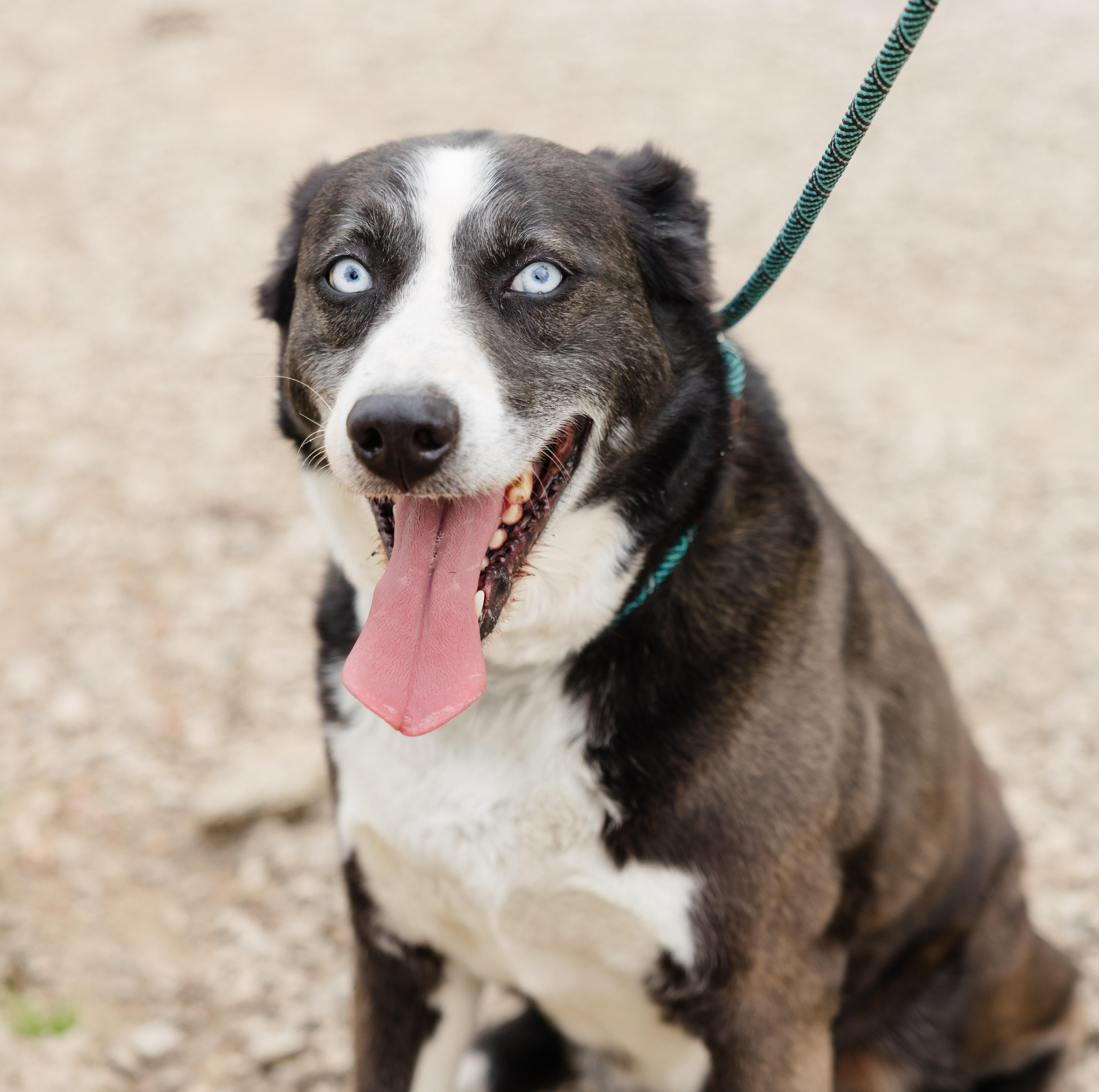 Clyde, a ADOPTABLE mixed breed in Newburgh, IN image 1/3