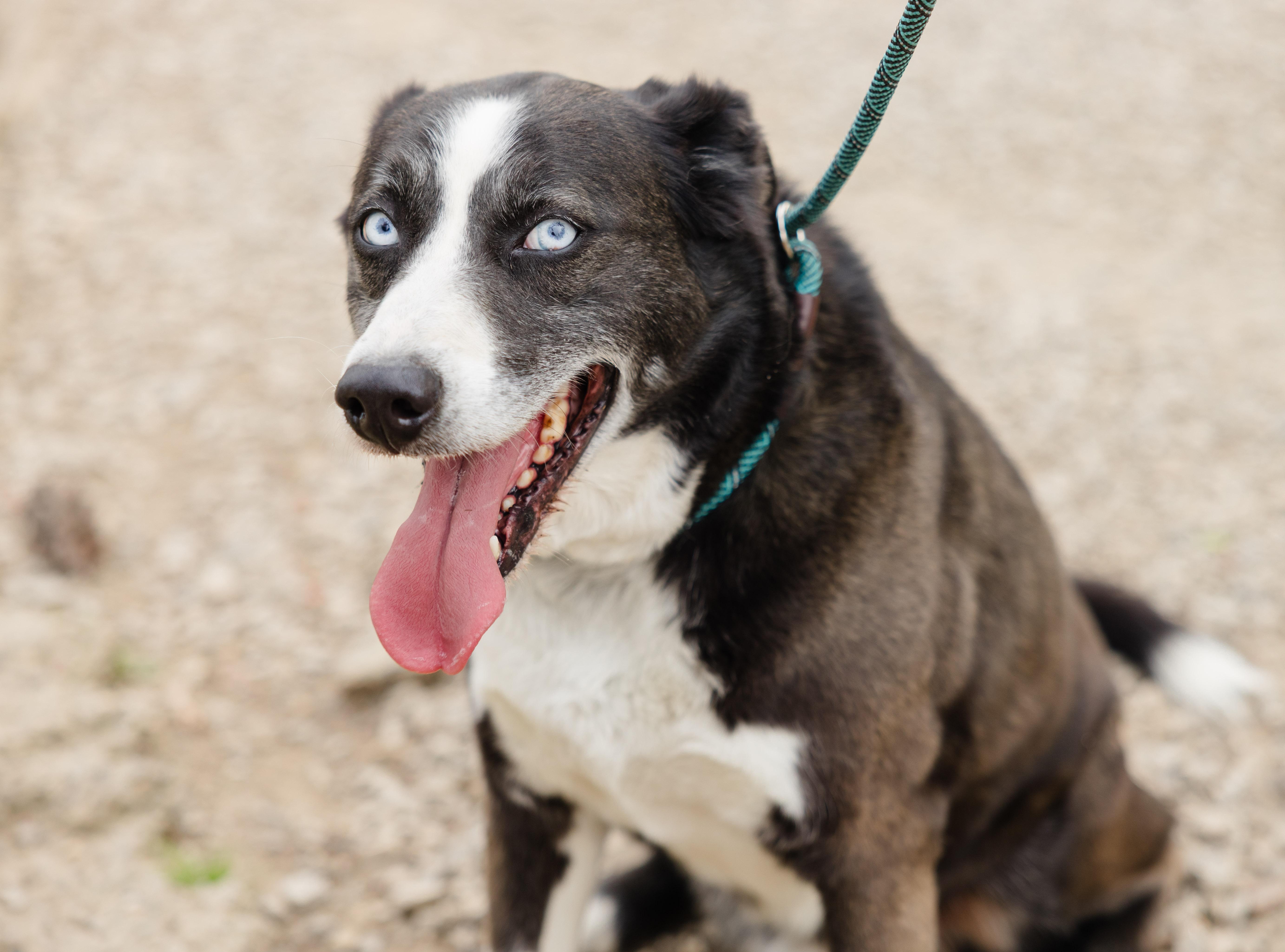 Clyde, a ADOPTABLE mixed breed in Newburgh, IN image 2/3