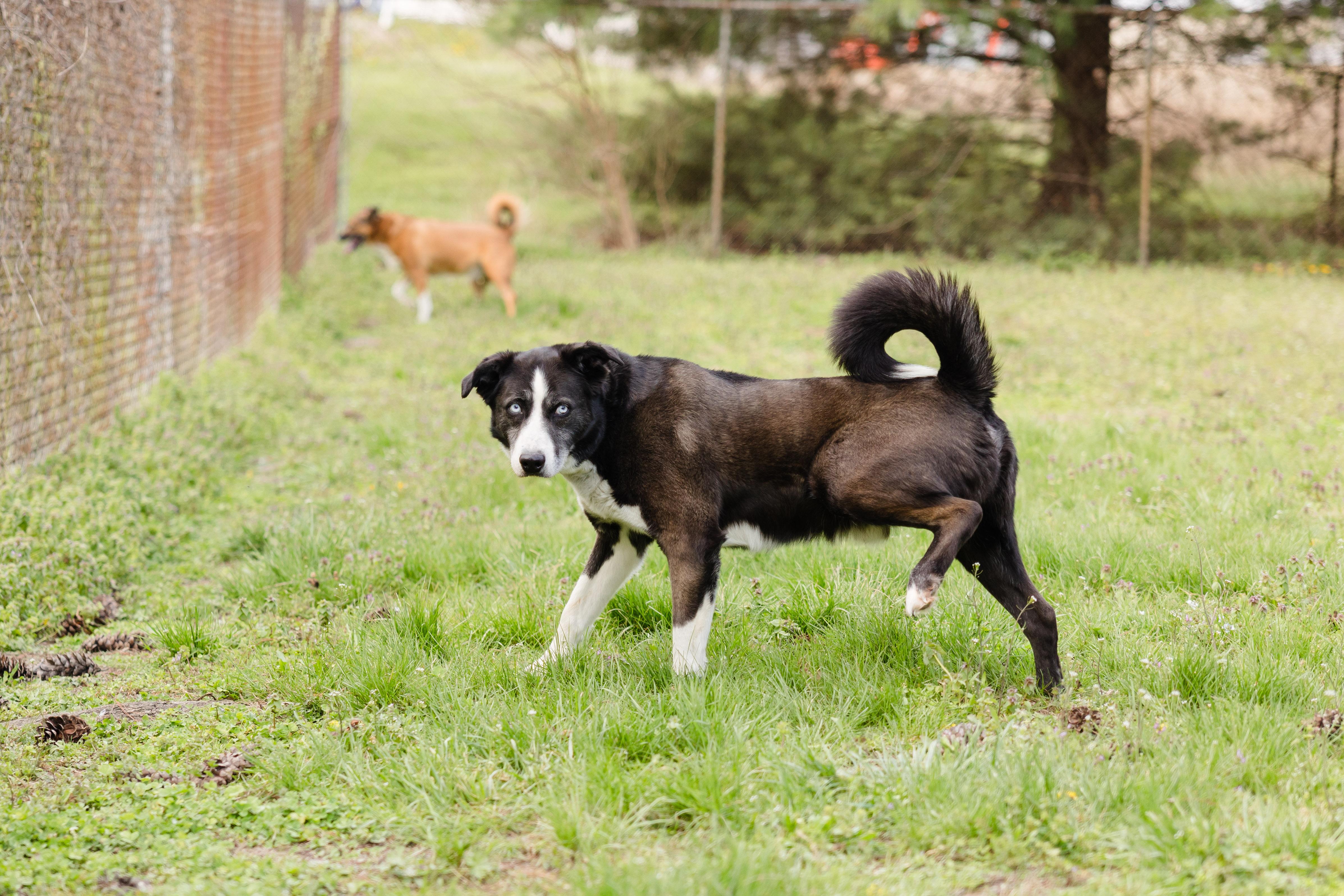 Clyde, a ADOPTABLE mixed breed in Newburgh, IN image 3/3