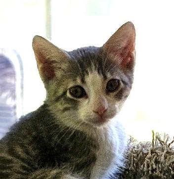 Enlarge Tuggle, a Adoptable Domestic Short Hair in Lafayette, LA image 1/4