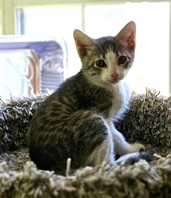 Enlarge Tuggle, a Adoptable Domestic Short Hair in Lafayette, LA image 2/4