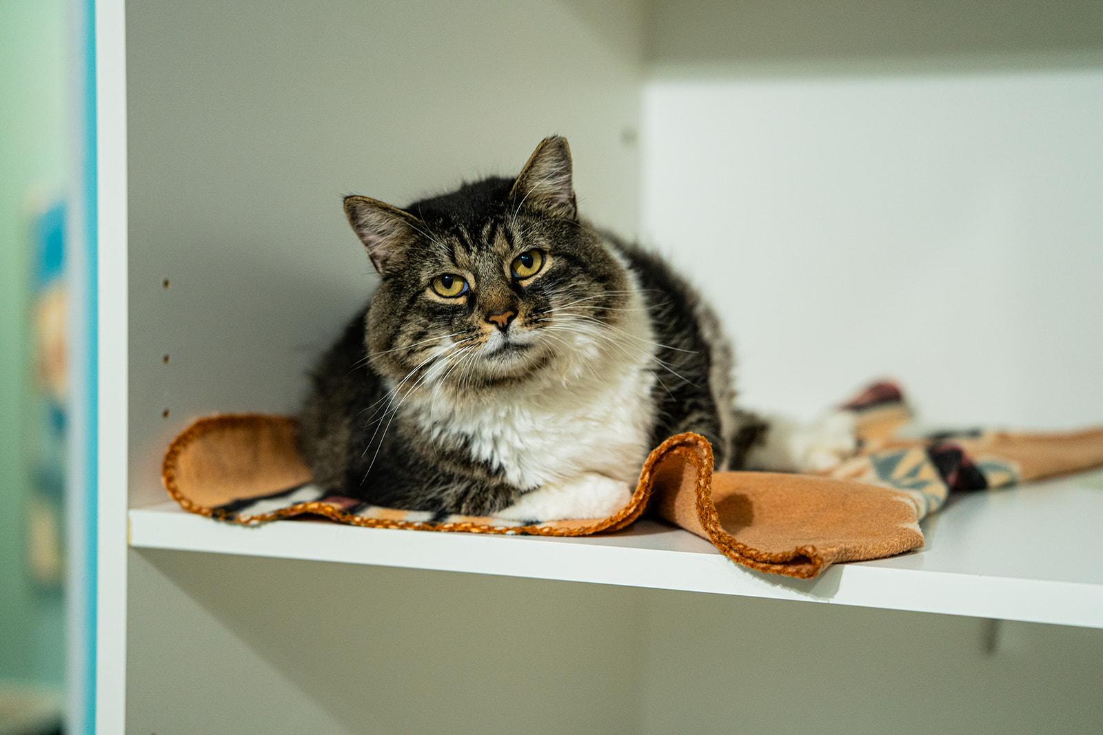 Enlarge Jambalaya, a ADOPTABLE Domestic Long Hair in Dellslow, WV image 4/4