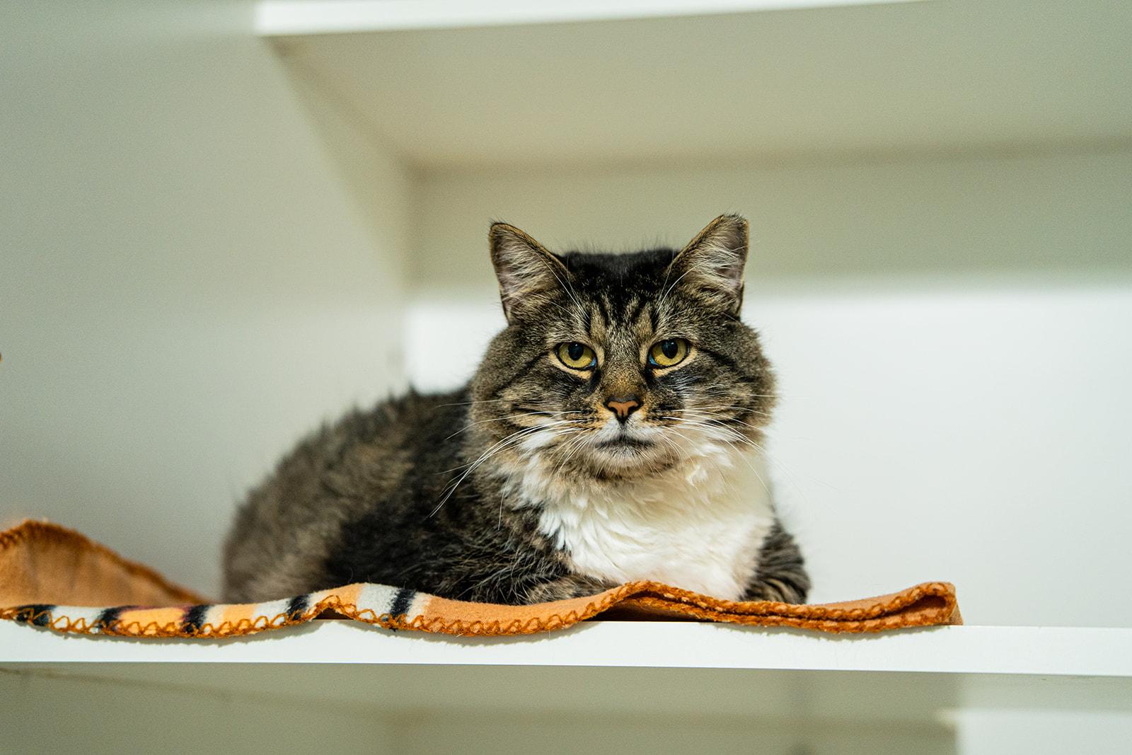 Enlarge Jambalaya, a ADOPTABLE Domestic Long Hair in Dellslow, WV image 2/4
