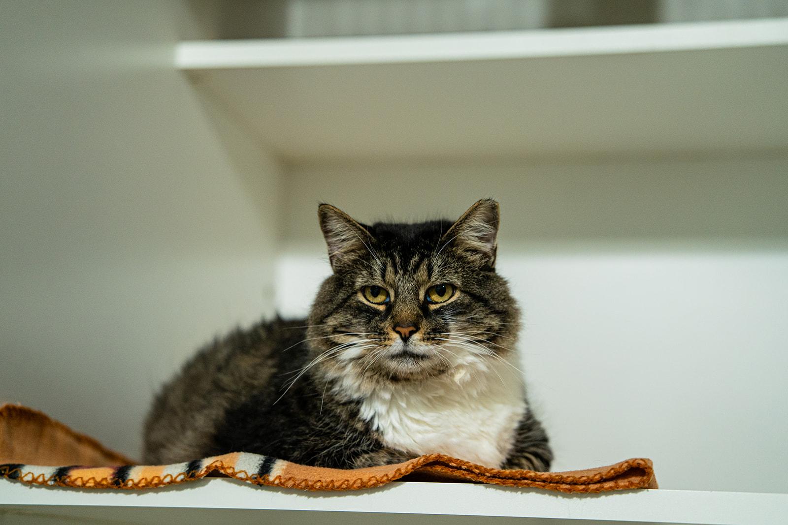 Jambalaya, ADOPTABLE, Adult Male Domestic Long Hair.