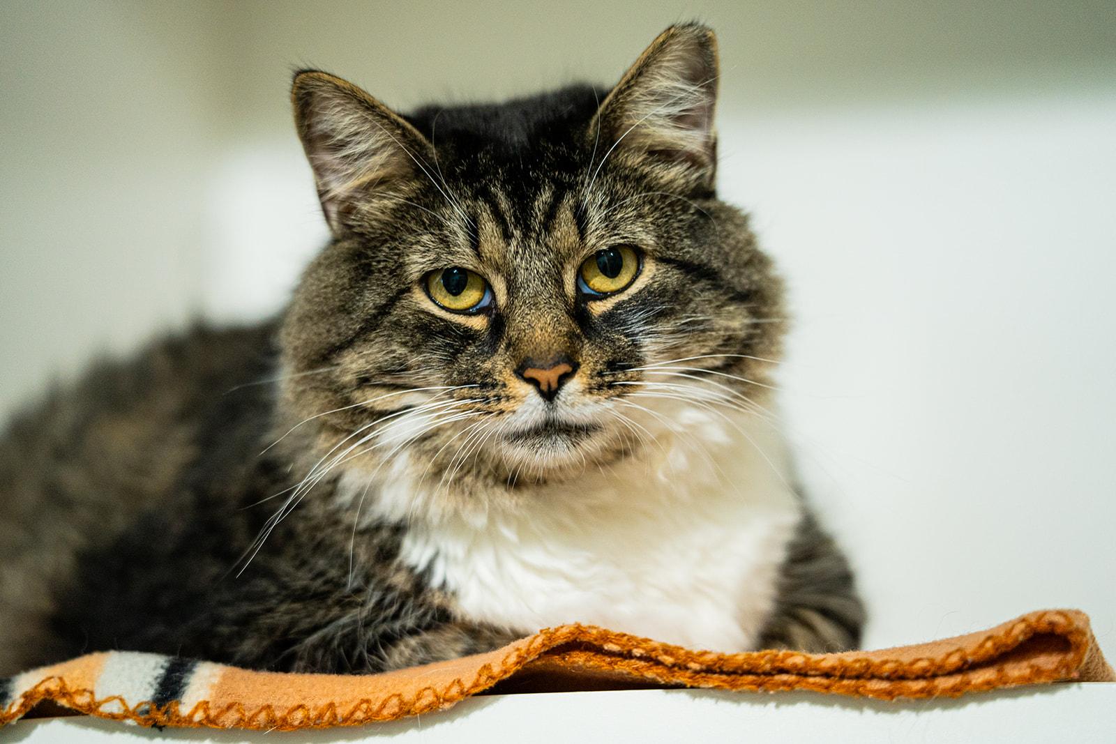 Enlarge Jambalaya, a ADOPTABLE Domestic Long Hair in Dellslow, WV image 3/4