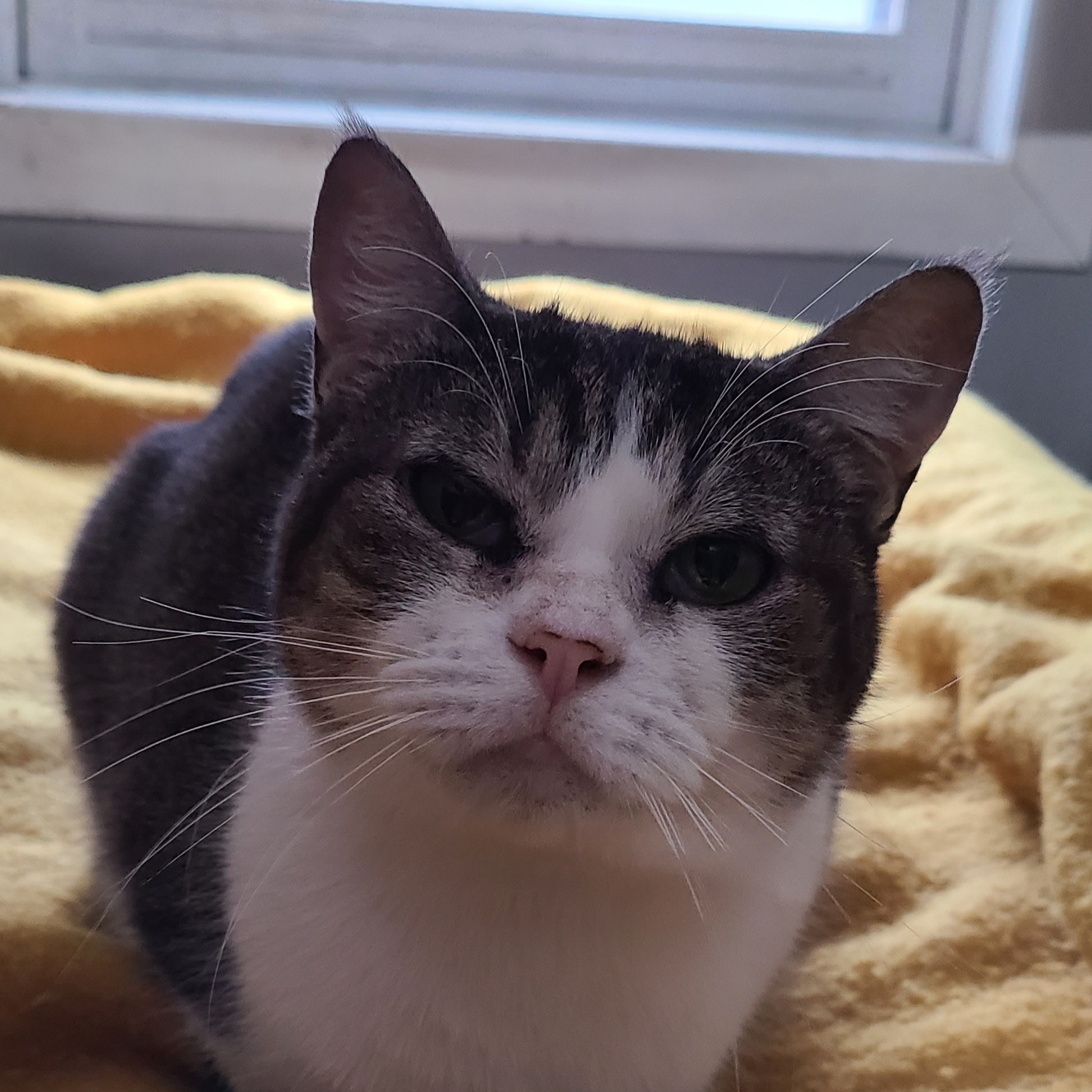 Enlarge BEEZUS ~>FIV+<~ *SWEET AS CANDY!*, a Adoptable mixed breed in Barron, WI image 5/6