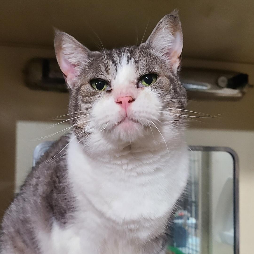 BEEZUS ~>FIV+<~ *SWEET AS CANDY!*, Adoptable, Adult Female Domestic Short Hair & Tabby.