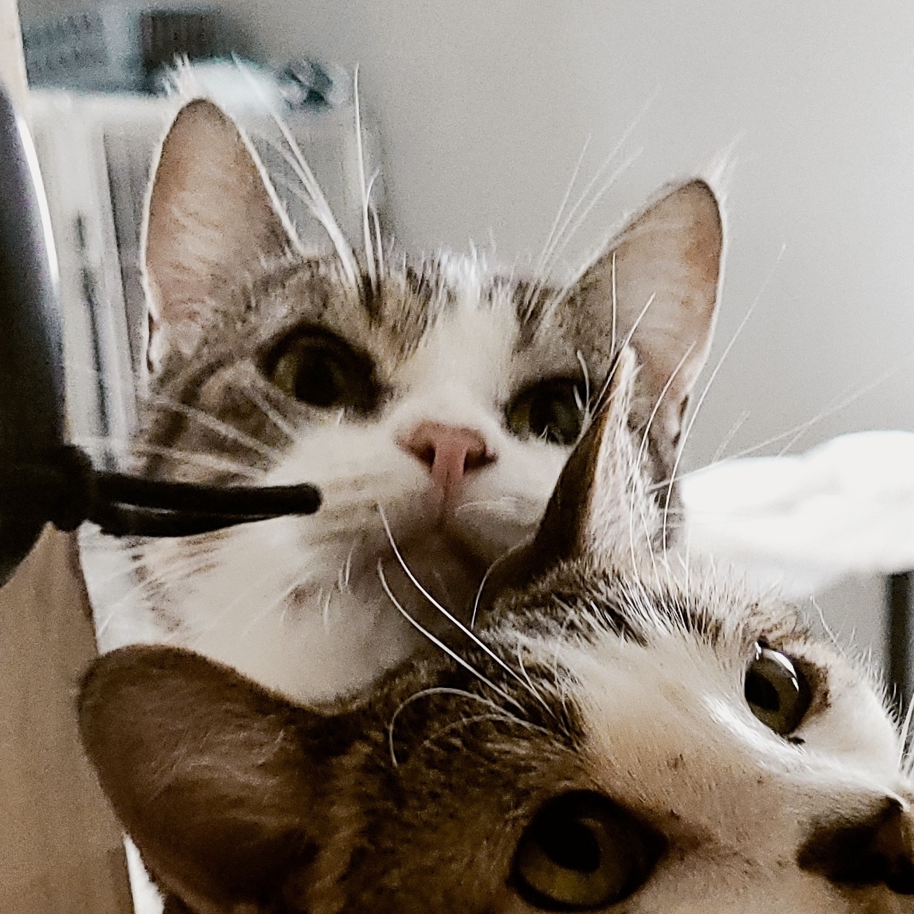 Enlarge BEEZUS ~>FIV+<~ *SWEET AS CANDY!*, a Adoptable mixed breed in Barron, WI image 6/6