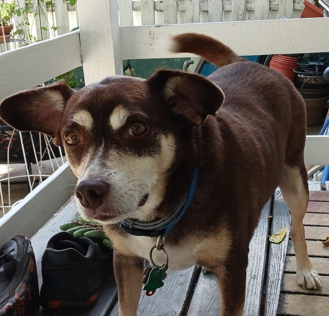 Enlarge *Riley - Courtesy Listing, a Adoptable Terrier in Rootstown, OH image 1/3