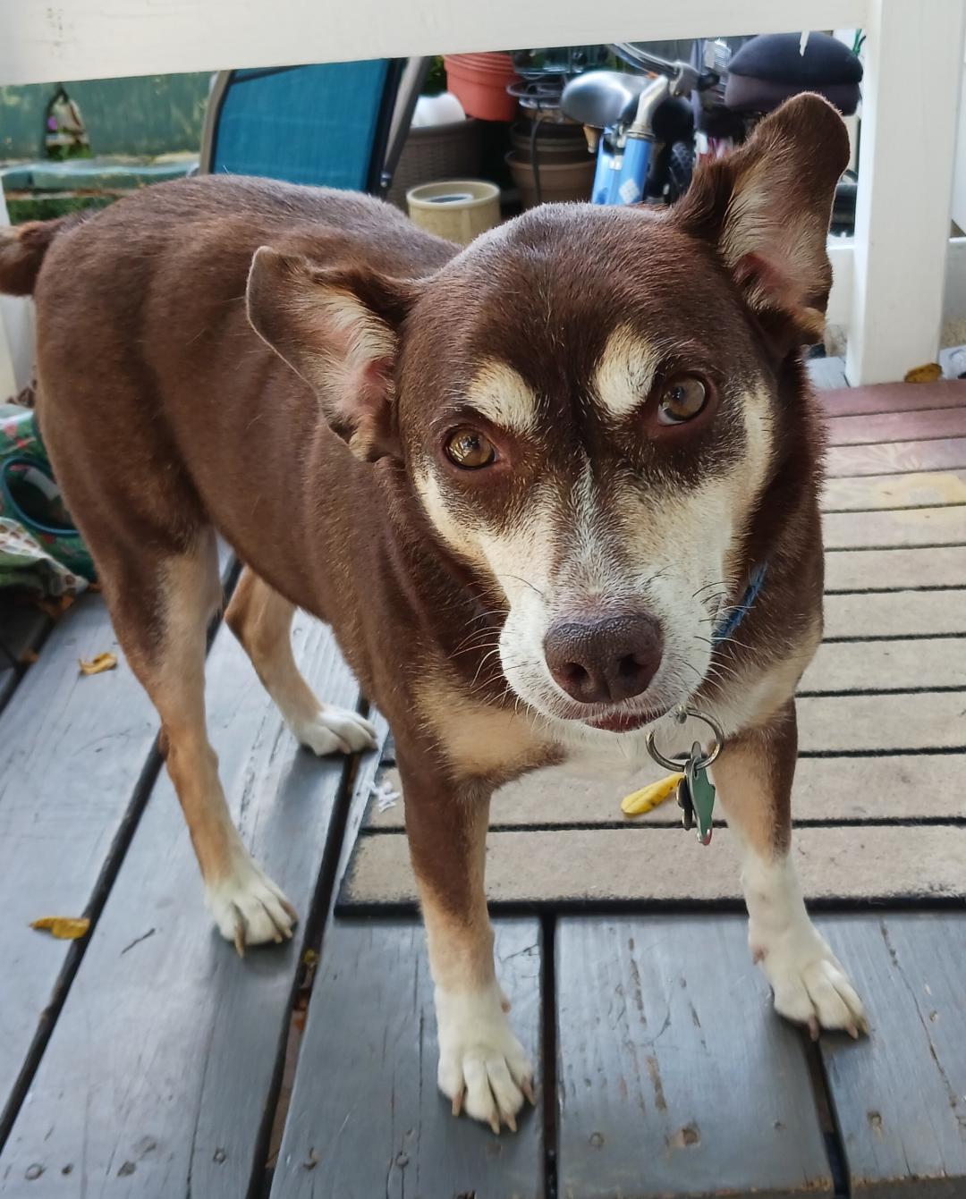 Enlarge *Riley - Courtesy Listing, a Adoptable Terrier in Rootstown, OH image 2/3