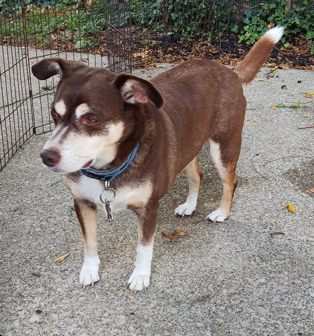 Enlarge *Riley - Courtesy Listing, a Adoptable Terrier in Rootstown, OH image 3/3