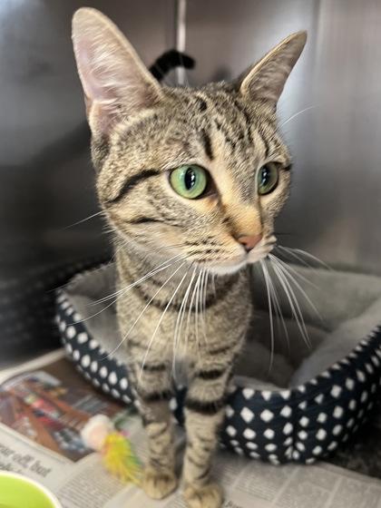 Lynx, Adoptable, Adult Female Domestic Short Hair & Domestic Short Hair.