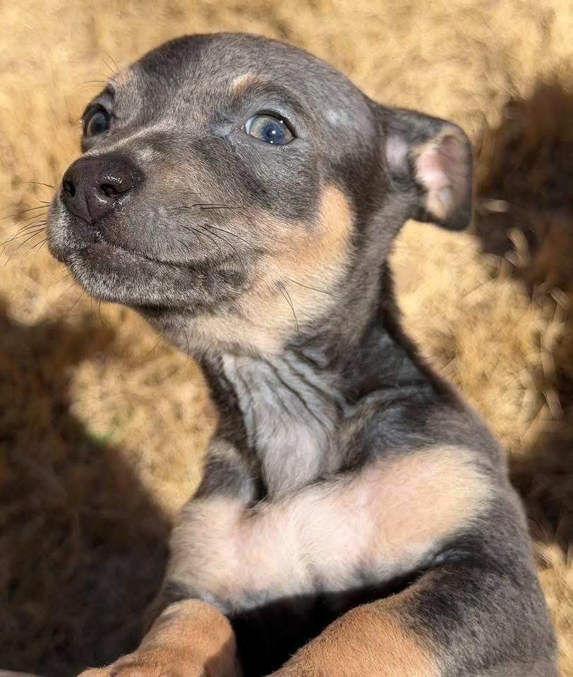 Enlarge Hippo, a ADOPTABLE mixed breed in Calera, AL image 2/5
