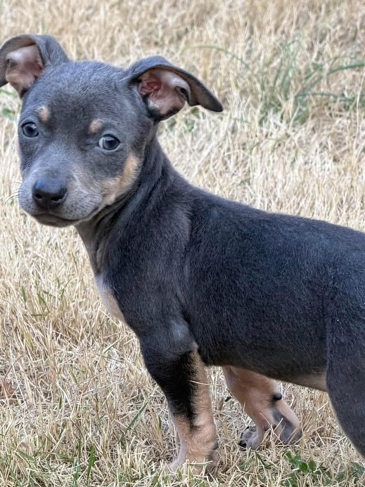 Enlarge Hippo, a ADOPTABLE mixed breed in Calera, AL image 5/5