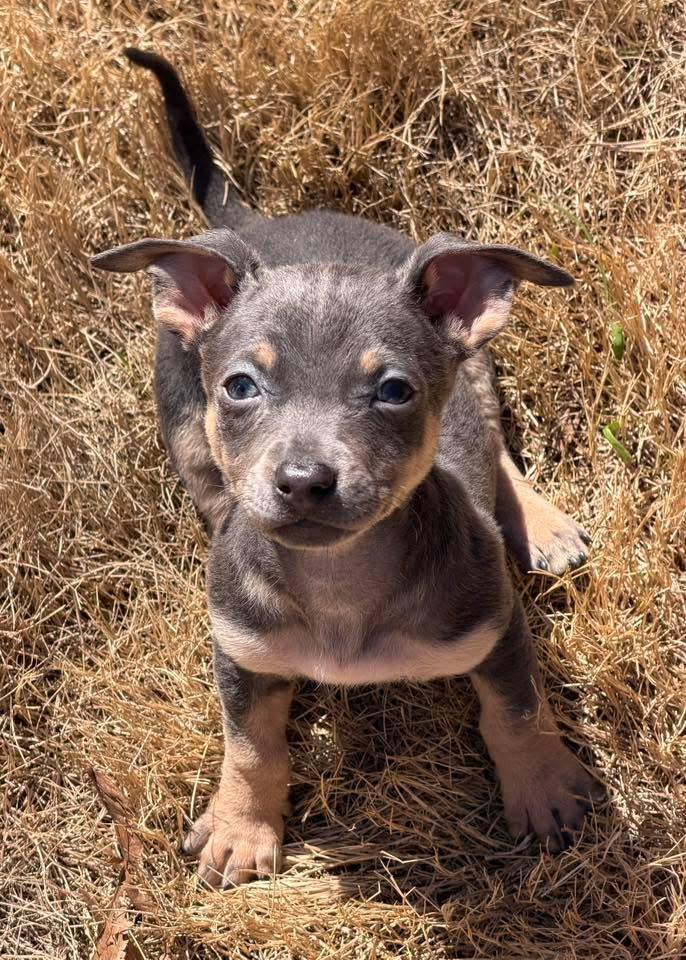 Hippo, ADOPTABLE, Puppy Female Chihuahua & Dachshund.