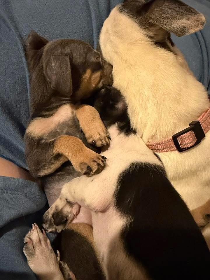 Enlarge Hippo, a ADOPTABLE mixed breed in Calera, AL image 3/5