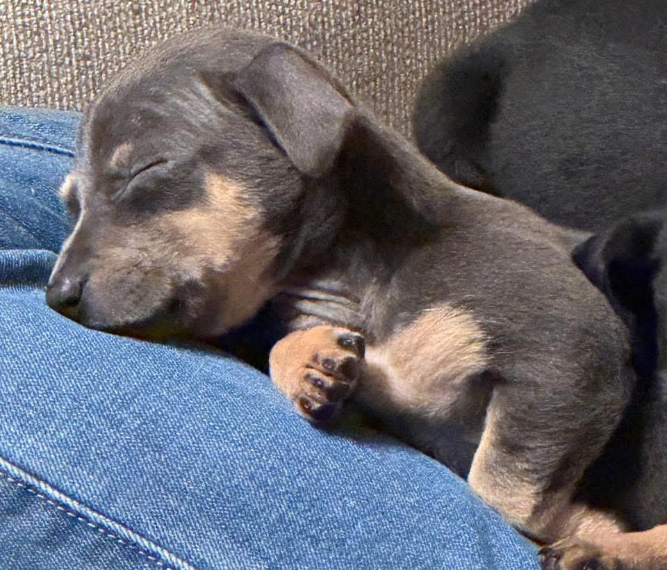 Enlarge Hippo, a ADOPTABLE mixed breed in Calera, AL image 4/5