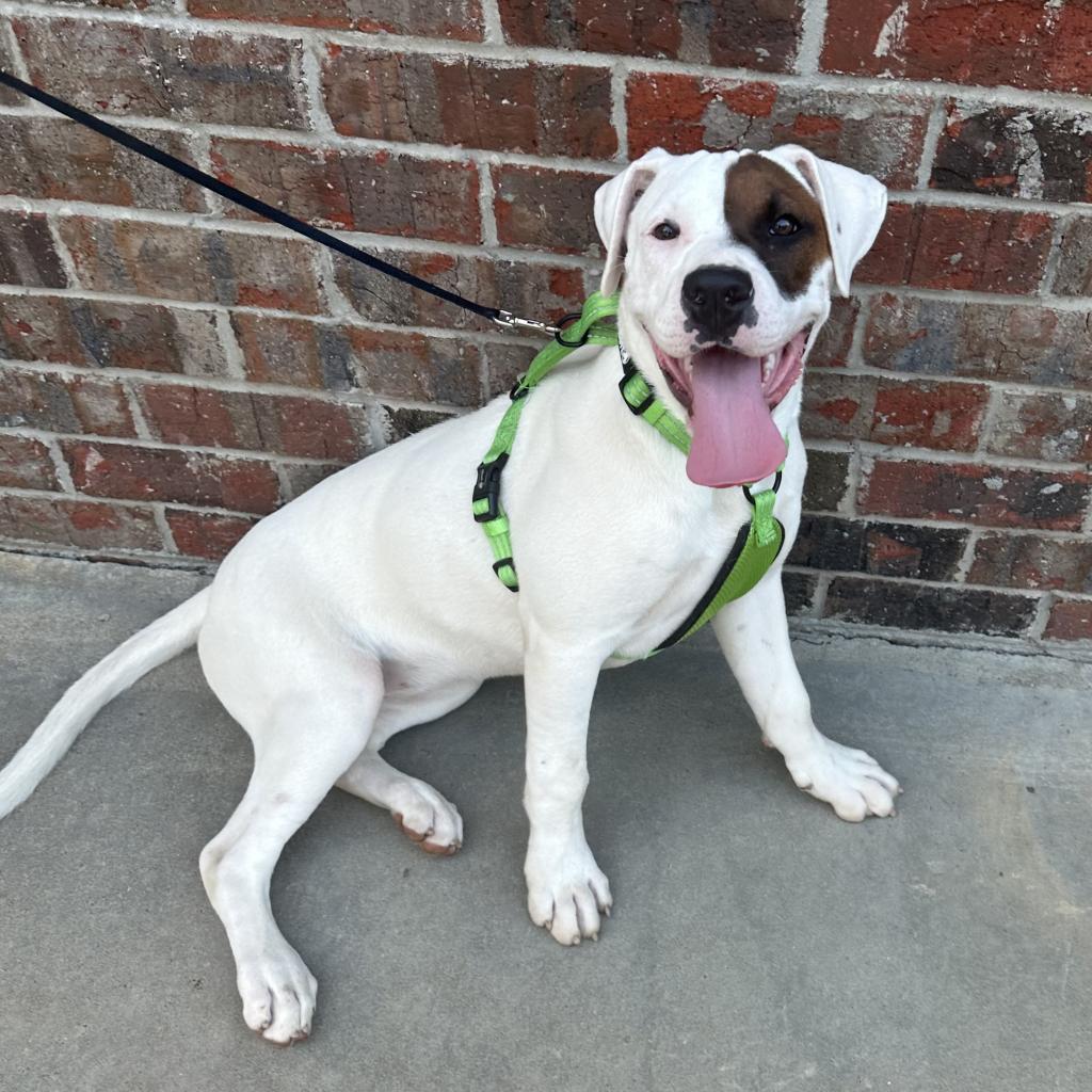 Luna (Boujee), a Adoptable mixed breed in Little Rock, AR image 1/6
