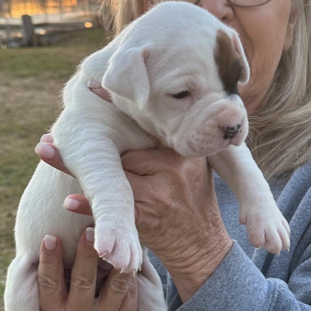 Luna (Boujee), a Adoptable mixed breed in Little Rock, AR image 2/6
