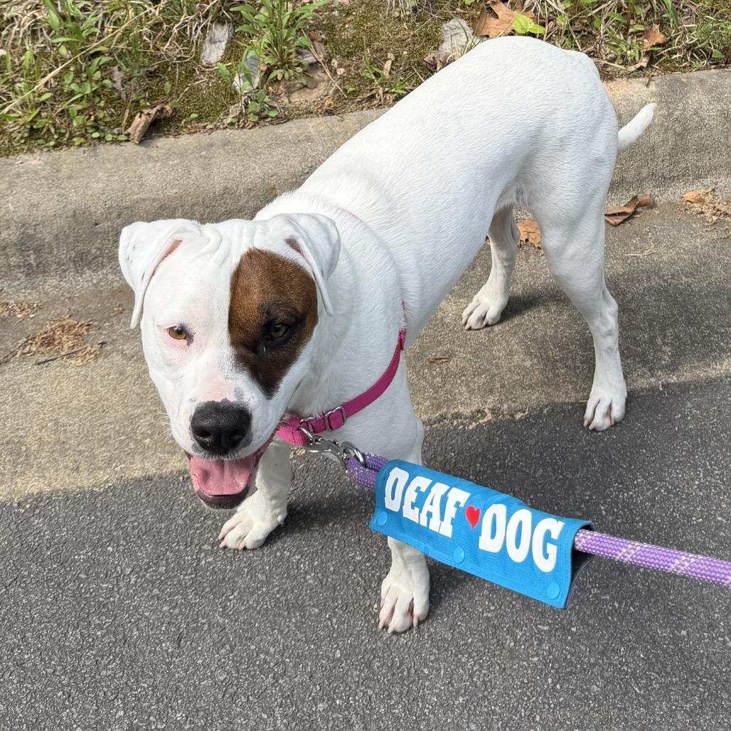 Luna (Boujee), a Adoptable mixed breed in Little Rock, AR image 3/6