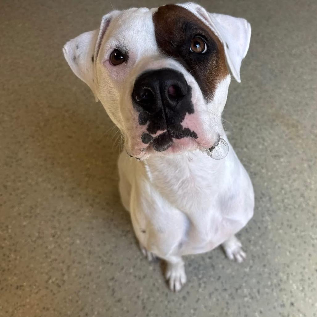Luna (Boujee), a Adoptable mixed breed in Little Rock, AR image 4/6