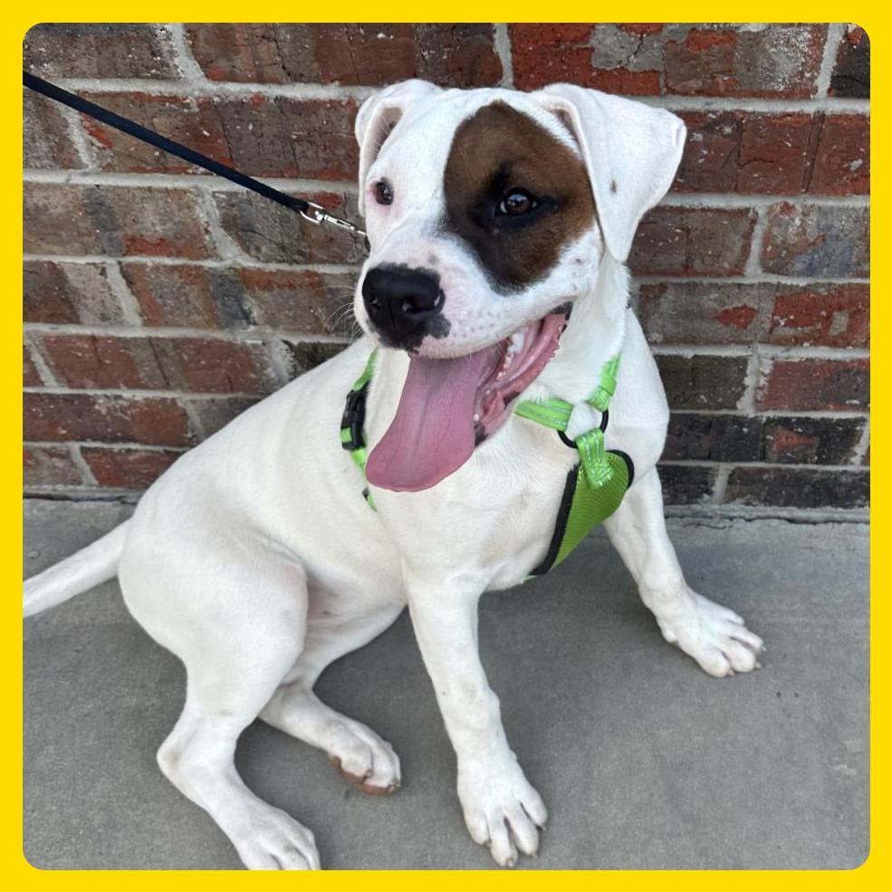 Luna (Boujee), a Adoptable mixed breed in Little Rock, AR image 5/6