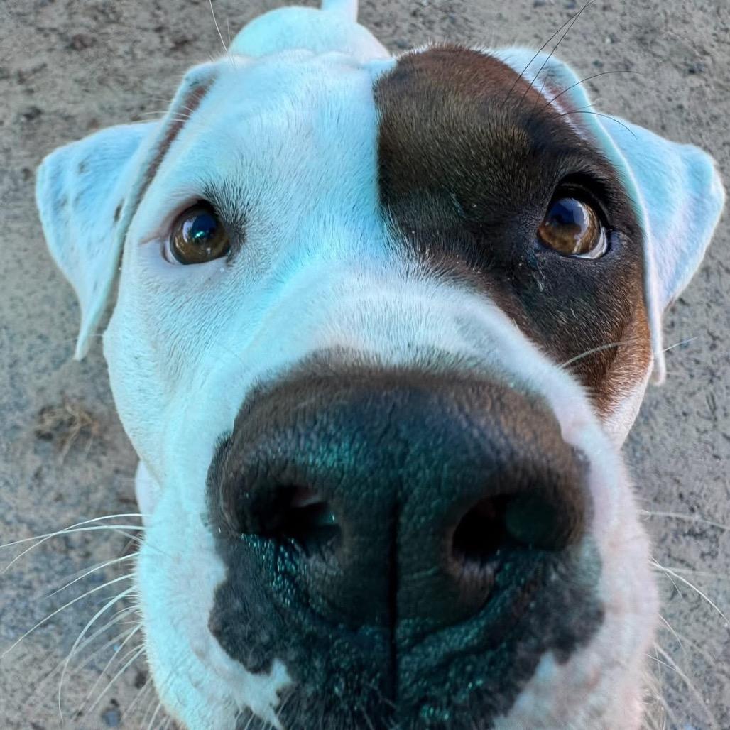 Luna (Boujee), a Adoptable mixed breed in Little Rock, AR image 6/6