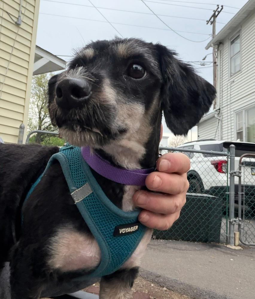 Gibby, Adoptable, Adult Male Dachshund.