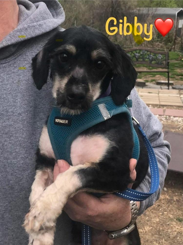 Enlarge Gibby, a Adoptable mixed breed in Scranton, PA image 2/2