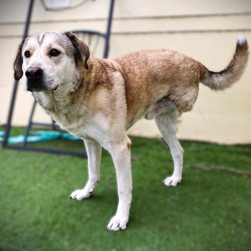 Shrek JuM, a Adoptable mixed breed in Eau Claire, WI image 5/6