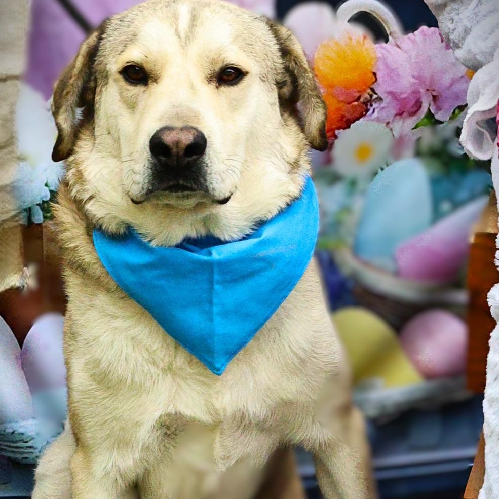 Shrek JuM, a Adoptable mixed breed in Eau Claire, WI image 2/6