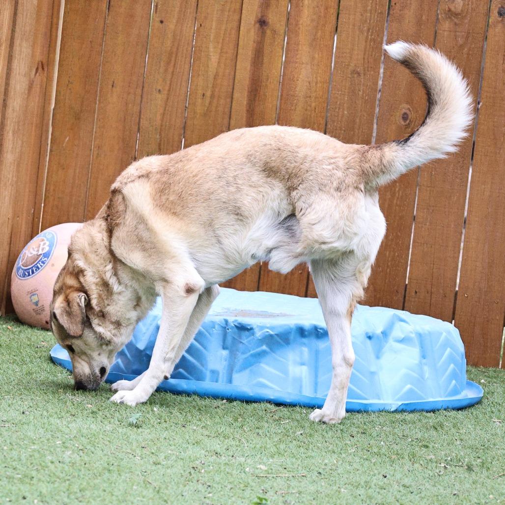 Shrek JuM, a Adoptable mixed breed in Eau Claire, WI image 3/6