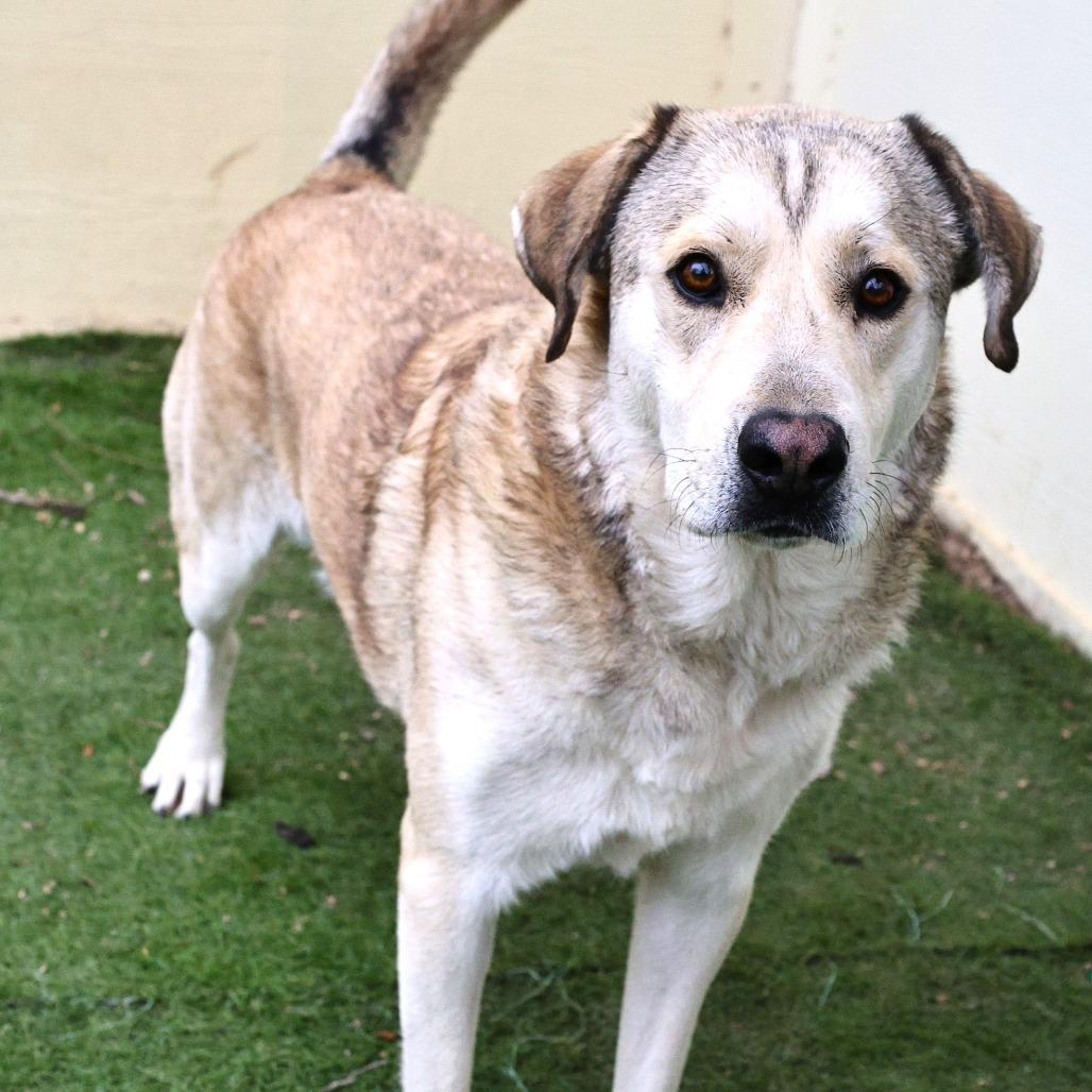 Shrek JuM, a Adoptable mixed breed in Eau Claire, WI image 6/6