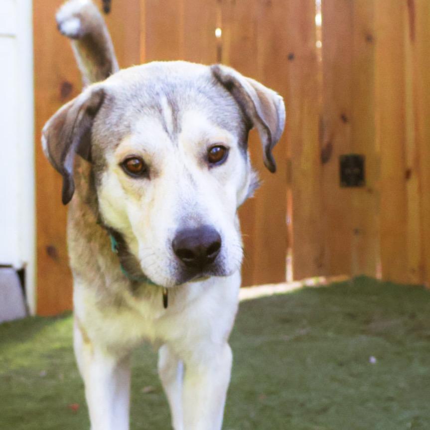 Shrek JuM, a Adoptable mixed breed in Eau Claire, WI image 4/6