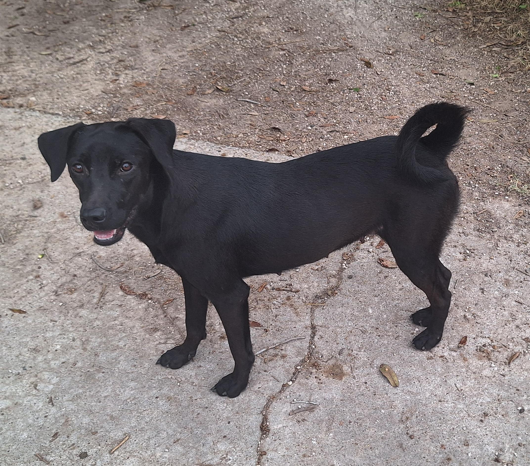 Enlarge Tiny, a Adoptable mixed breed in Donna, TX image 1/3