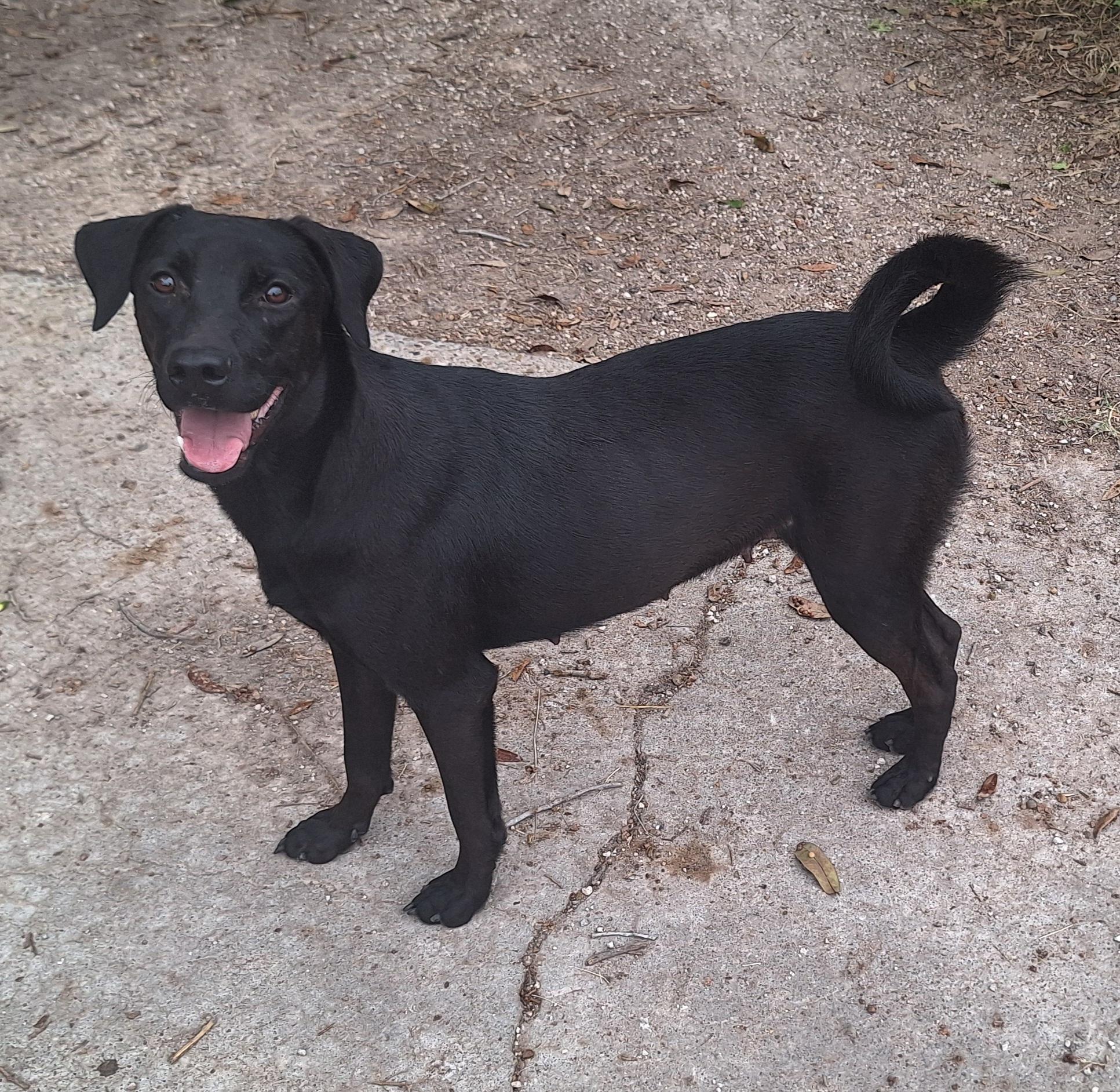 Enlarge Tiny, a Adoptable mixed breed in Donna, TX image 2/3