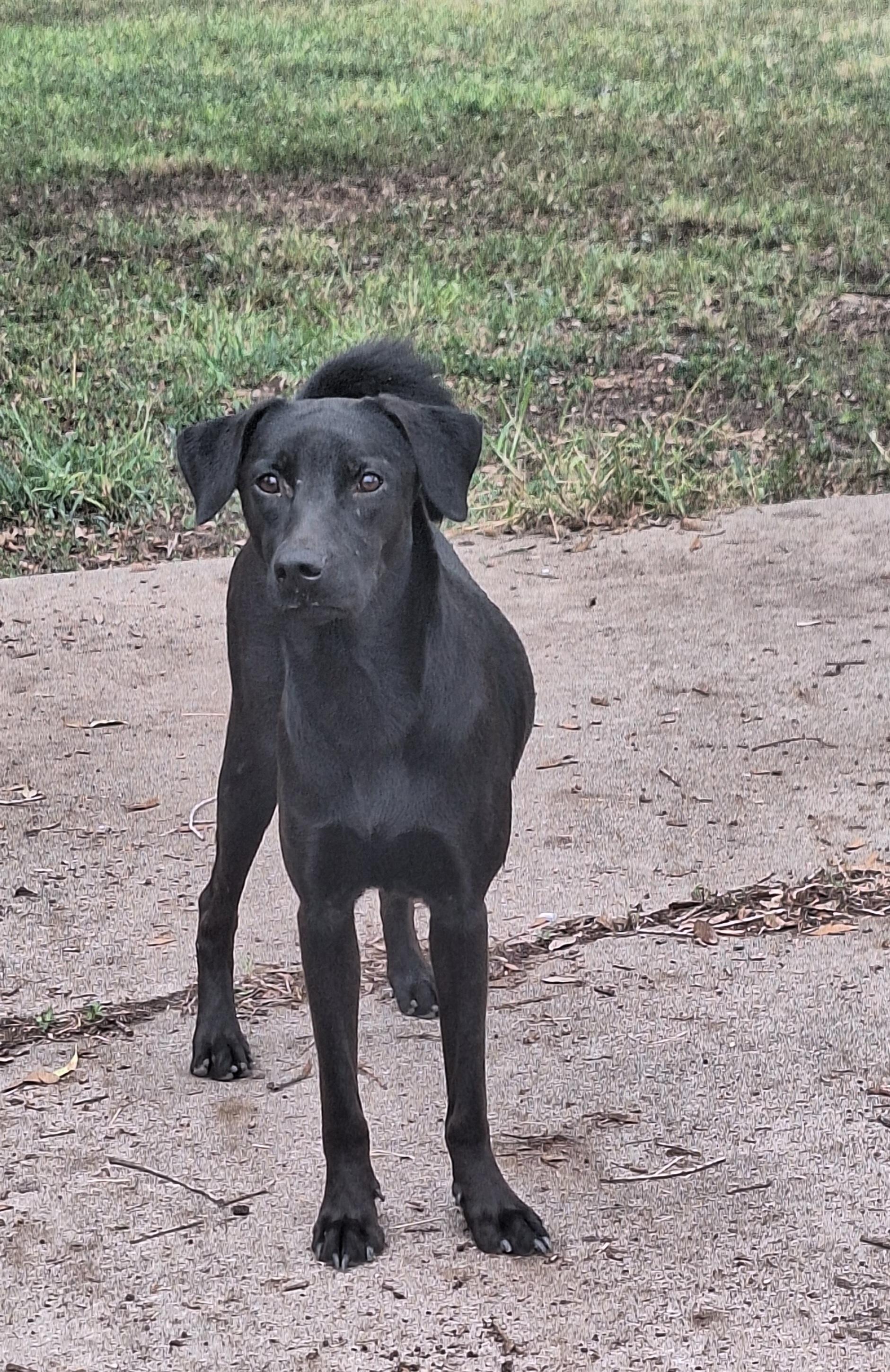 Enlarge Tiny, a Adoptable mixed breed in Donna, TX image 3/3