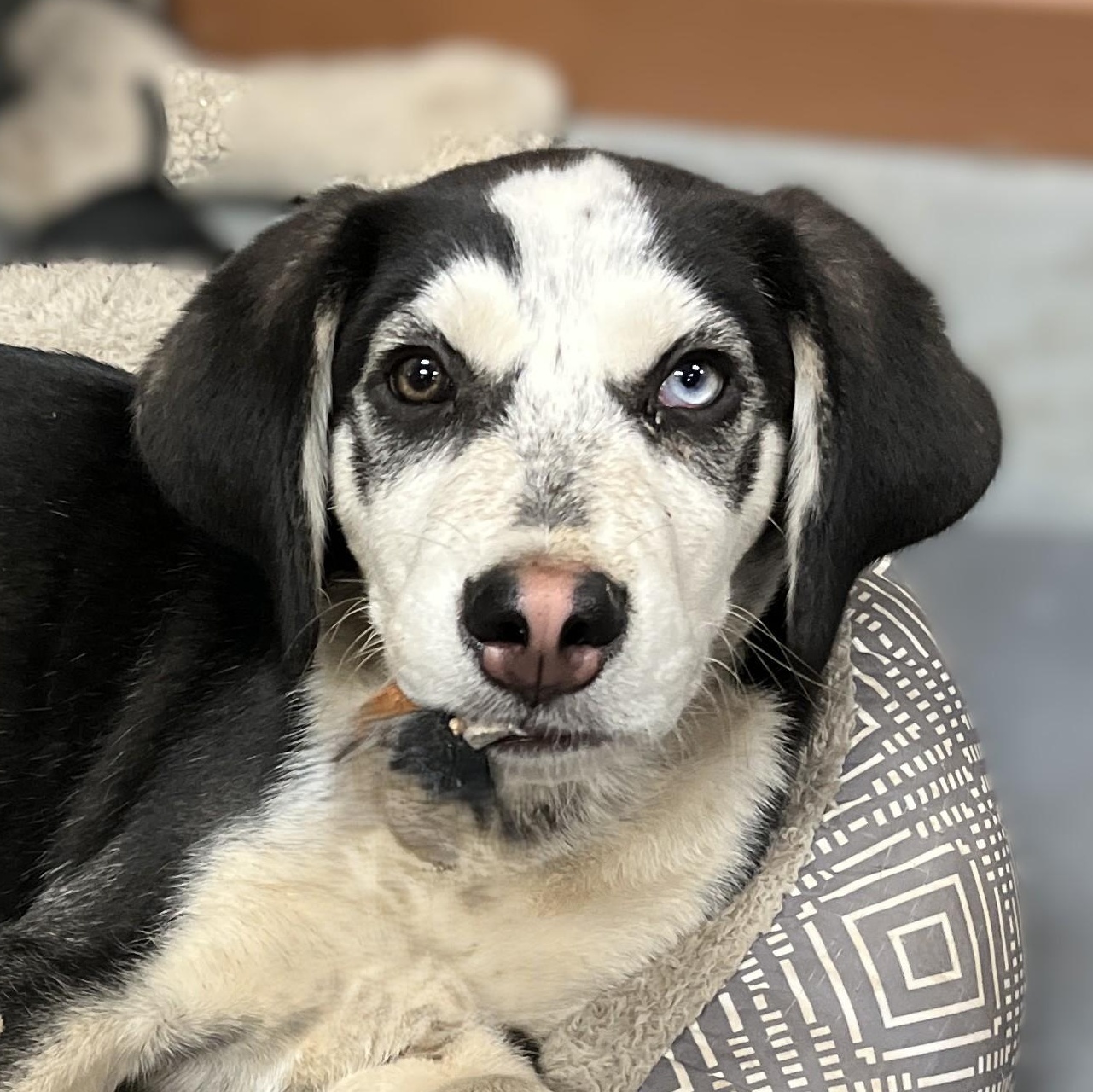 Huckleberry photo