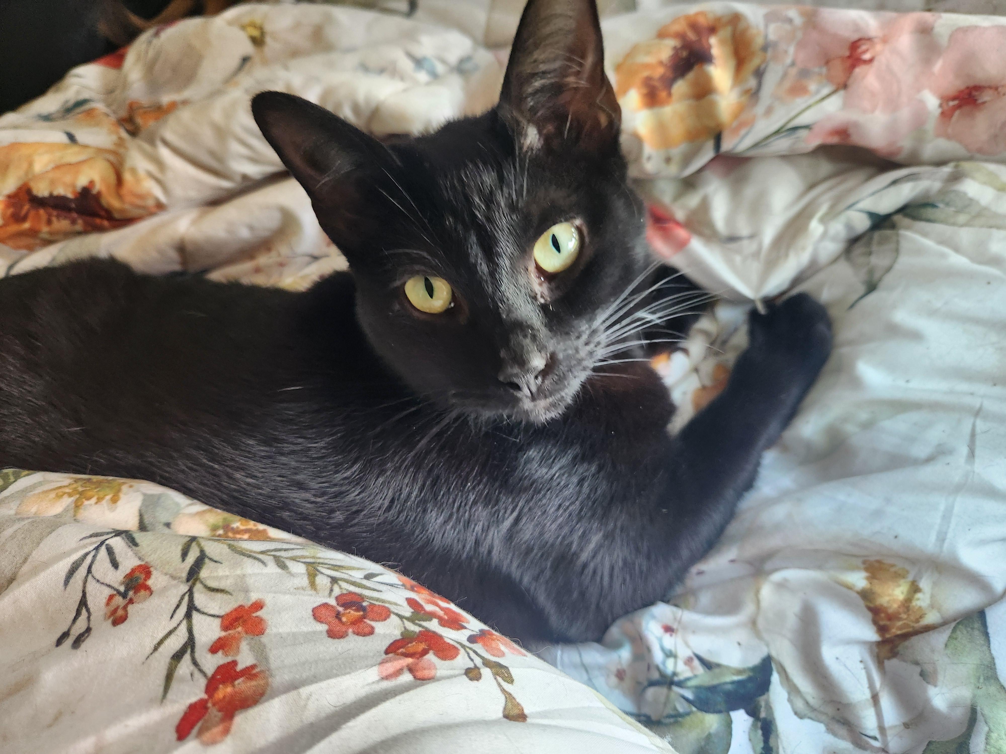 Enlarge Oak, a Adoptable Domestic Short Hair in Wantage, NJ image 1/1
