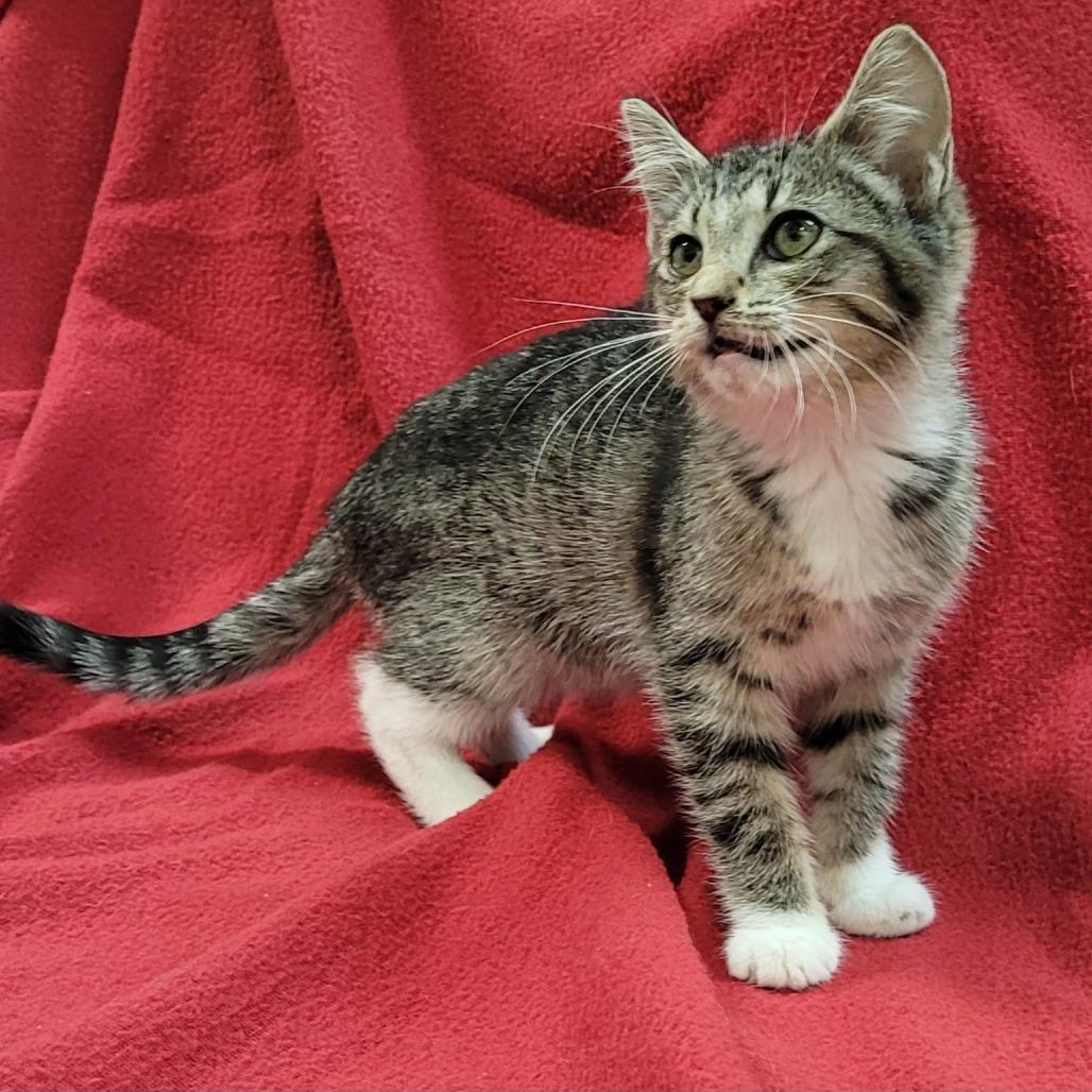Bootsy, Adoptable, Kitten Female Domestic Short Hair.